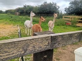Alpaca's