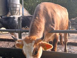 Cows