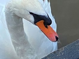 Wildlife