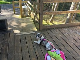 Dog relaxed