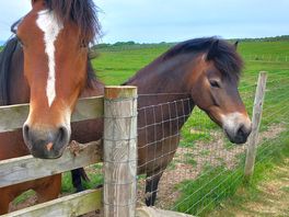 The neighbours