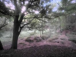 Excellent forest walks.