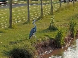 Wildlife