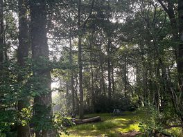 Morning fog forest view.
