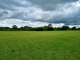 Beautiful grass and scenery