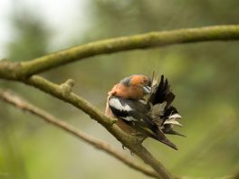 Chaffinch at morden bog