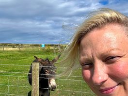 Cheeky donkey asking for food