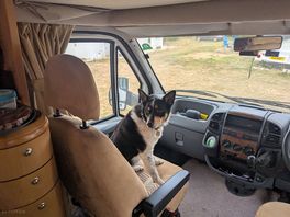 Dog friendly