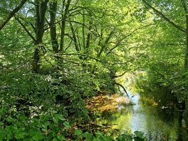 The river at the bottom of the site.