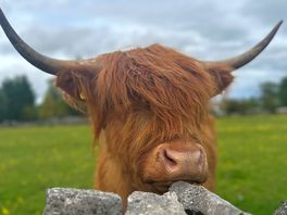 Cows