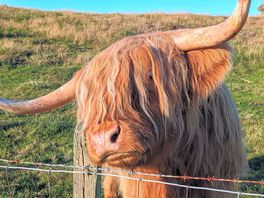 Beautiful highland cows are in a field next to the site.