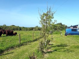 Aduls-only campsite on organic beef farm