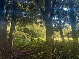 Hammock in the woods