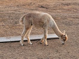 Alpaca again