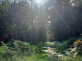 Walks