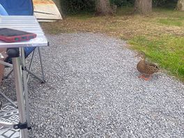 Cute ducks having a stroll.