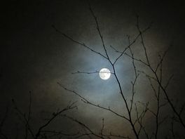 The moon