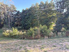 The pond