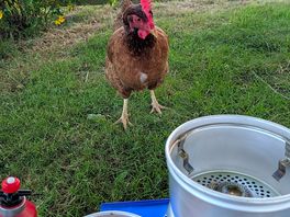 Hen joining me for dinner