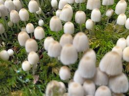 Hundreds of small white mushrooms in the forest by the site