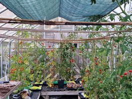 Tommyplants in greenhouse