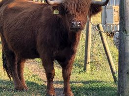 More bulls