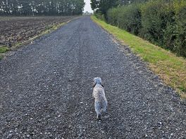 Happy pooch