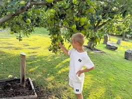 Picking apples in the orchard on site