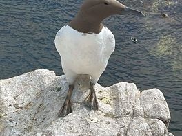 Farne islands trip guillemot