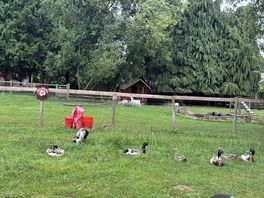 Ducks