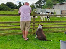 Watching the animals