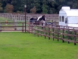 I was chuffed to see this beautiful horse from the kitchen window!!
