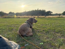 Bertie enjoying the sunset