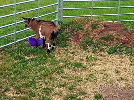 The goats.