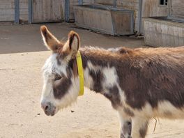 Had to visit the donkey sancuary next door.