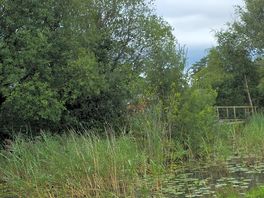 Fishing lake on site. swans ducks