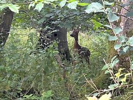 Deer seen while on trail walk