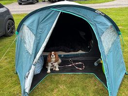 Our dog at our pitch