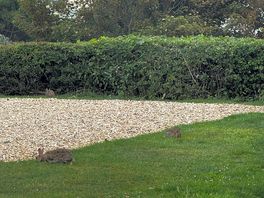 Bunnies everywhere on site.