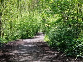 Woodland walk
