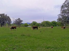 More cows!