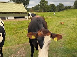 Cows on a farm