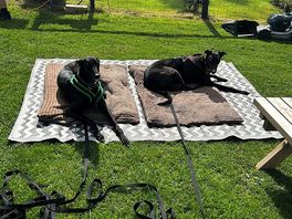 The pesky hounds chilling before a pub pitstop