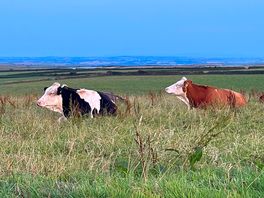 Cows