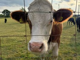 Great neighbours