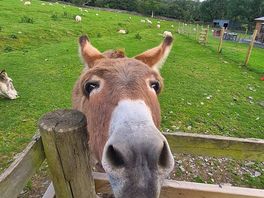 Friendly donkeys