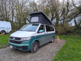 Spotted an owl in these trees overnight