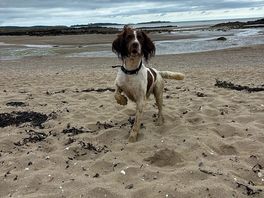 Dogs paradise