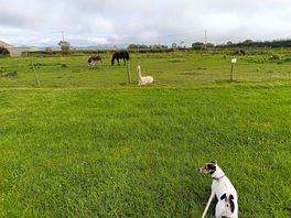 Animals and scenery at shepherds views holidays
