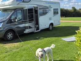 Molly our irish doodle enjoyed it